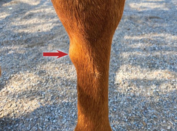 splints in horses, horse leg injuries, equine splint bone, splints treatment horses, horse soundness, equine lameness, horse care Canada, farrier care horses, splint boots horses, horse conformation issues, equine ligament injury, interosseous desmitis, exostosis horse, young horse training injuries, Canadian horse industry