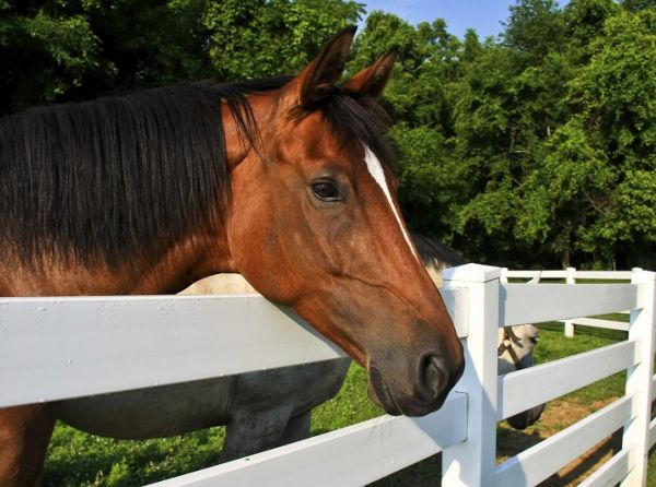 horse fencing, horse fence, safe horse fencing, horse fencing Canada, equine fencing, horse farm fencing, pasture fencing for horses, horse paddock fencing, horse property management, horse pasture, horse safety, horse farm design, equestrian facility, fencing for horses, horse stable fencing, horse turnout paddock, horse farm safety, horse care, Canadian horse farms, equine property planning