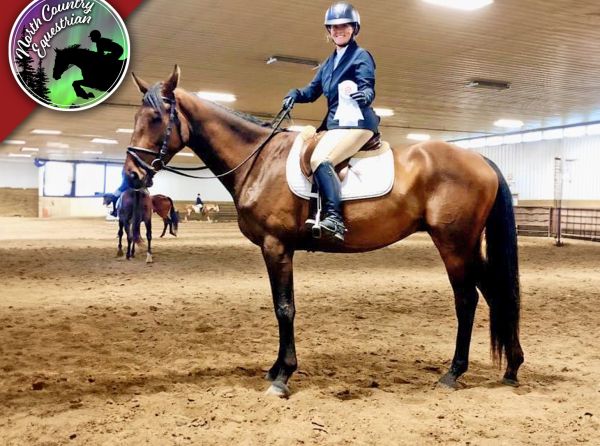 north country equestrian blog, abbey stilwell horse blog, training young horses Canada, starting a green horse, affordable horse ownership Canada, developing a sport horse, groundwork training horses, horse training basics Canada, equestrian on a budget, buying young horses Canada, horse groundwork fundamentals, training horses from scratch, Canadian equestrian training tips, horse trust and groundwork, young horse development Canada, equine training foundations, budget-friendly horse ownership