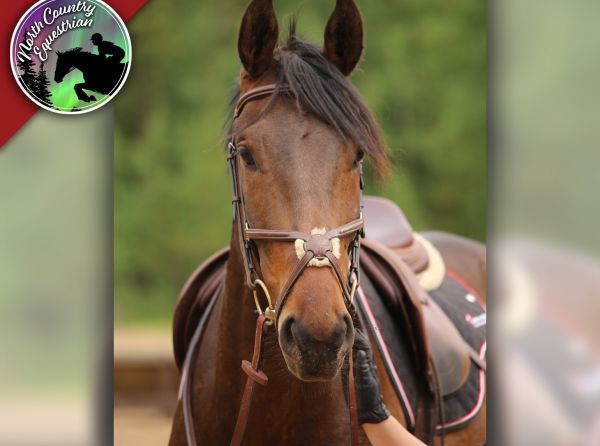 Abby Stilwell, equestrian perseverance, horse ownership challenges Canada, cost of owning horses, horse injuries and setbacks, equestrian lifestyle Canada, horse rider mindset, managing horse expenses, equestrian grit and determination, horse care challenges, Canadian horse industry, horse ownership realities, equestrian struggles and success, riding setbacks, horse health issues, equestrian motivation