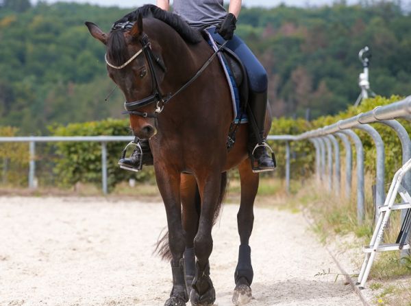 perfect position of horse, how to relax the hores's reins, jec ballou equestrian training, jec ballou blog