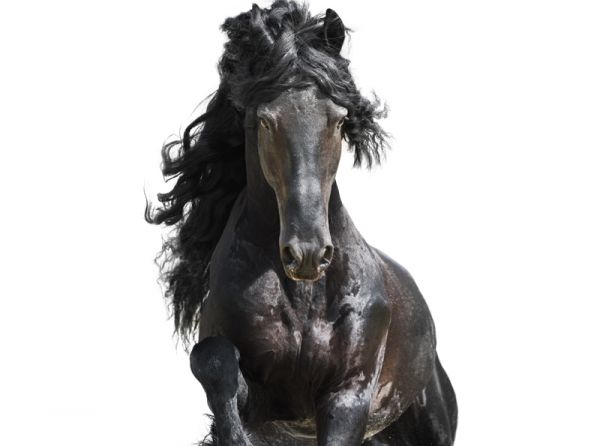 Jec Ballou horse trainer jec aristotle ballou western dressage jec ballou dressage exercises for horse and rider jec ballou equine fitness, horse behaviour, equine training Canada, horse rider connection, why horses mirror owners, horse psychology, equestrian tips Canada, horse temperament, rider influence on horse, horse training advice, equine behaviour insights, Canadian horse owners, improving horse behaviour