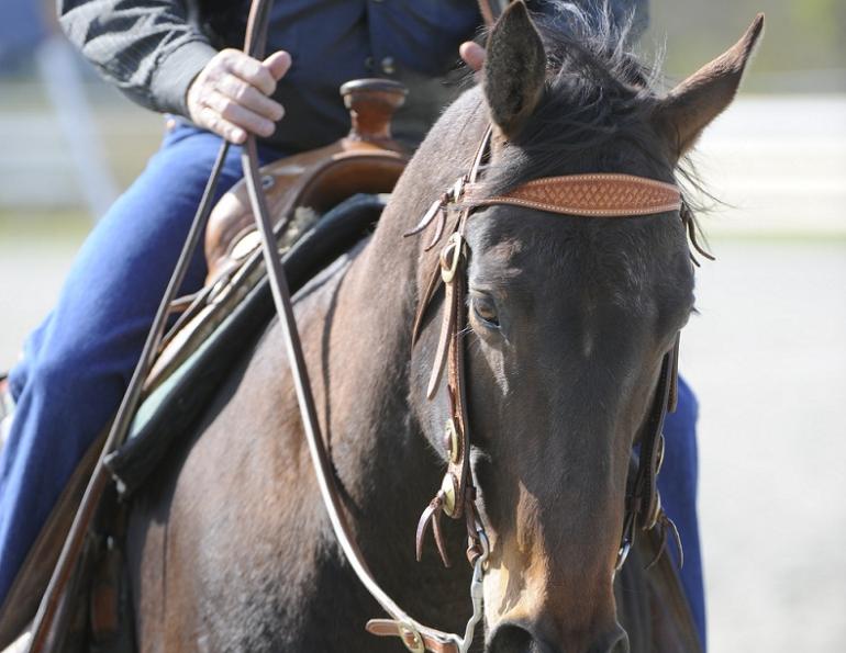 Bridling the Western Horse