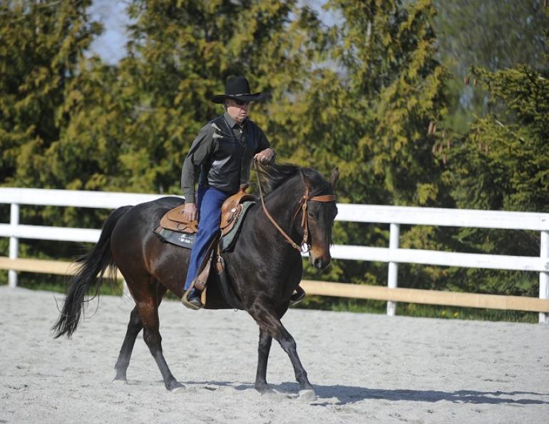 straight horse, reining horse straight, horse steer, turn horse, turn reining horse, reining turn, reining steer, steering reining horse, reining horse training, Western horse training, Cheryl Mitchell, Canadian Horse Journal, horse Canada, horsemanship, horse sport