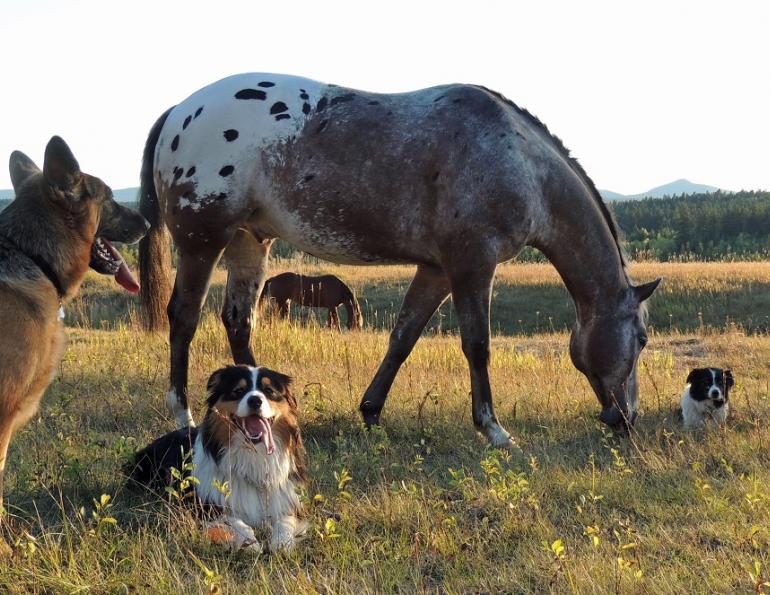 2013 Celebration of Horses Photo Contest Winners