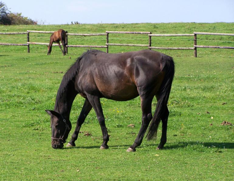 improve horse property, pasture fecal egg counts, rotational horse grazing, Harrow manure spread, horse pasture management, chewing horse fences, poisonous weeds horse pasture