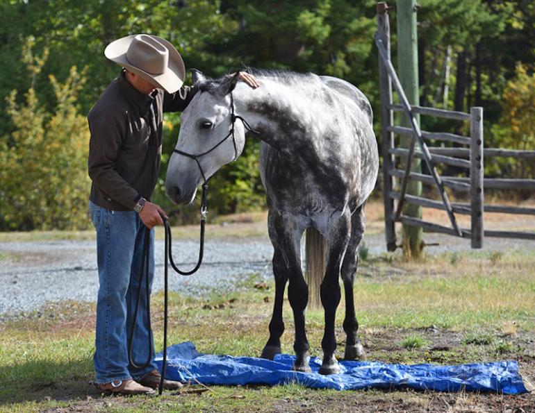 jonathan field natural horsemanship horse tarp training natural horsemanship equine tarp training