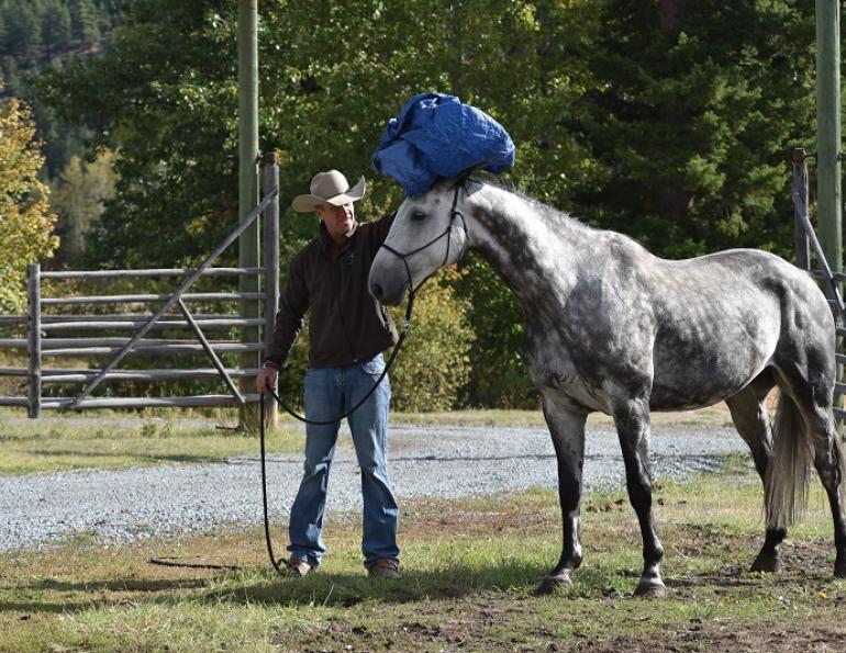 jonathan field natural horsemanship horse tarp training natural horsemanship equine tarp training