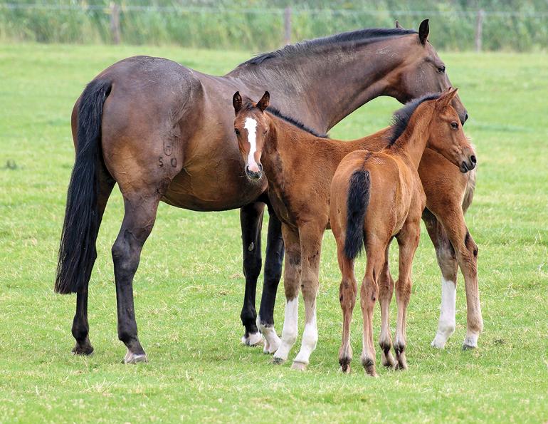 equine reproduction, assisted reproductive techniques horses, embryo transfer horses, ICSI horses, horse cloning, equine genetics, breeding technology horses, equine fertility