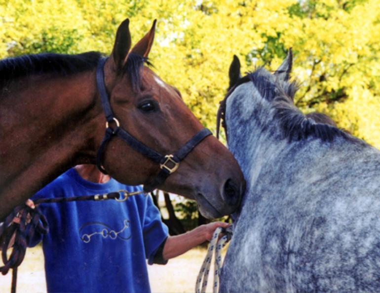 preparing stallion, starting stallion, stallion collection, juan samper, jcs vet, stallion sperm collection