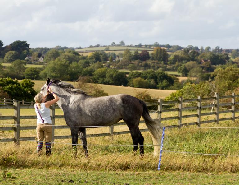 horse at fence