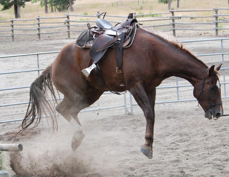 how to stop a horse bucking, my horse won't stop bucking, jonathan field, natural horsemanship, exercises to stop bucking, my horse won't canter