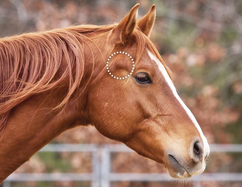 horse tossing head, horse resisting bit, does my horse have tmd? horse misbehaving, equine surgery for tmd, wcvm equine tmd research, margaret evans