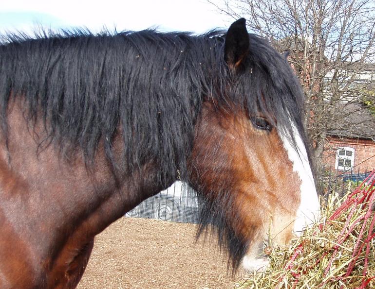 Slower Feeding is Safer Feeding