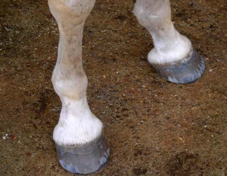 hoof abscess