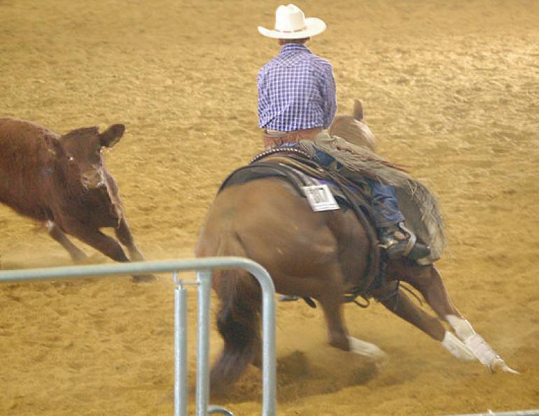 larry trocha, quarter horses cutting, signs of a good cutting horse, training cutting horse