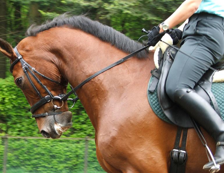 Sidonia McIntyre, Equine Massage Instructor, equine hyperflexion, equine rollkur, equine flexion, Equine Soft Tissue Damage 