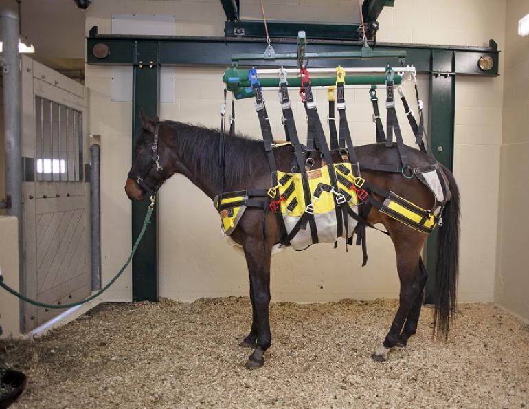 barbaro rehabilitation, barbaro treatment, equine rehabilitation, horse boken bone, broken leg horse, western college of veterinary medicine, wcvm