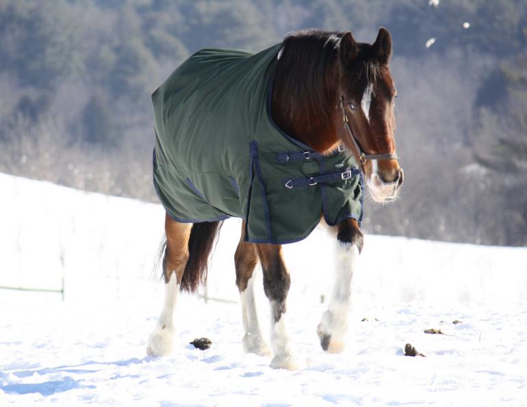horse in winter, winter horse shelter, winter hoof care, winter horse feed