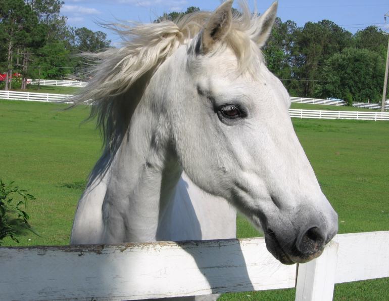 Use of Bismuth for Horses Unproven