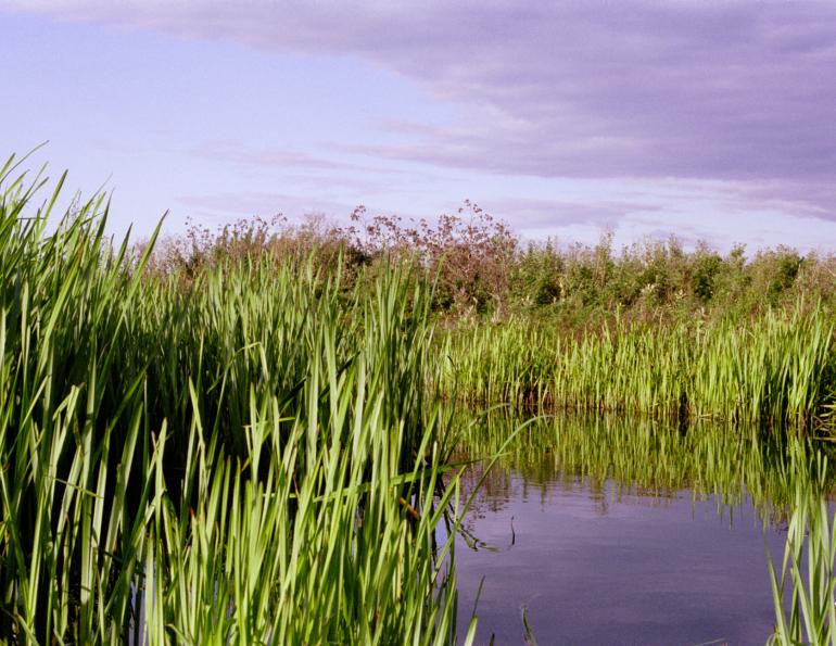 sweet itch horses, allergies in horses, equine allergies, equine sweet itch, flies horses, remove flies horse barn