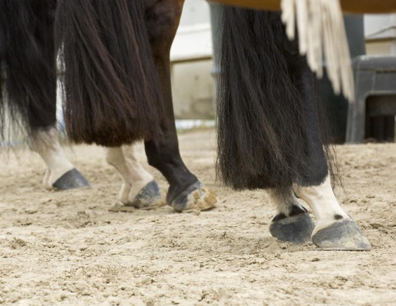 horse tail, horse groom, tail braiding, horse clip, horse trim, horse show tips, Andis, Wahl, Oster, Canadian horse, horse journal, horse Canad, horse sport, Western horse, english horse, horsemanship