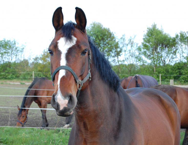 Horse Shopping? 5 Keys to Success