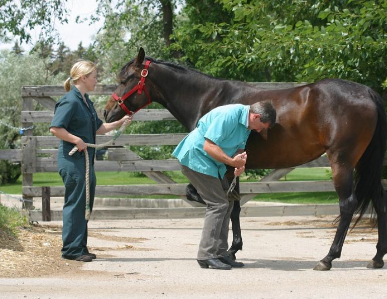horse Laminitis Vaccine preventing equine laminitis Dr. David Wilson equine musculoskeletal western college of veterinary medicine lynne gunville