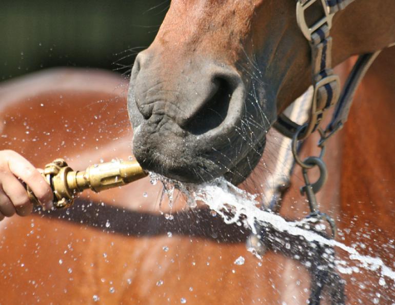 Equine Guelph, Dr. Bri Henderson, how test horse dehydration, horse dehydration, equine mucous membranes, equine capillary refill