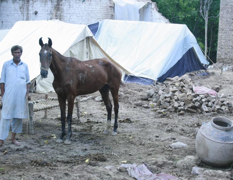 brooke hospital for animals, brooke equine veterinarians
