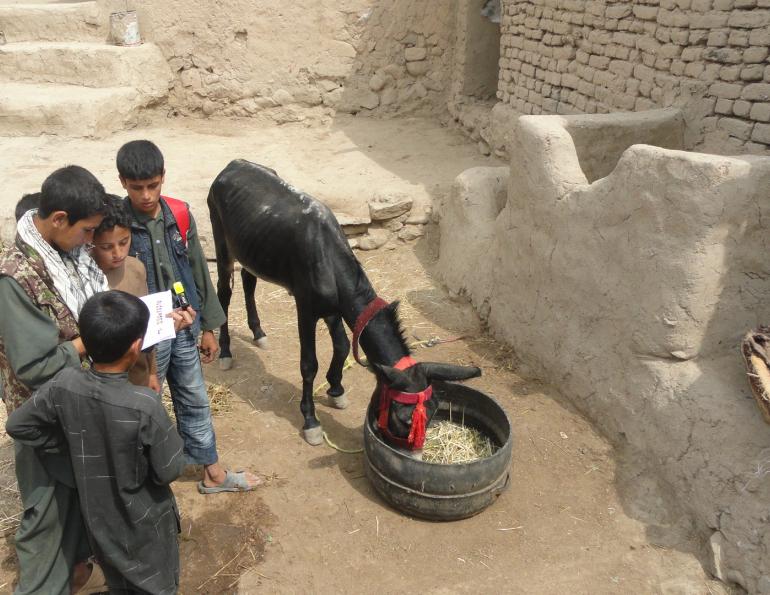 brooke animal hospital, helping donkeys third world countries, working equines
