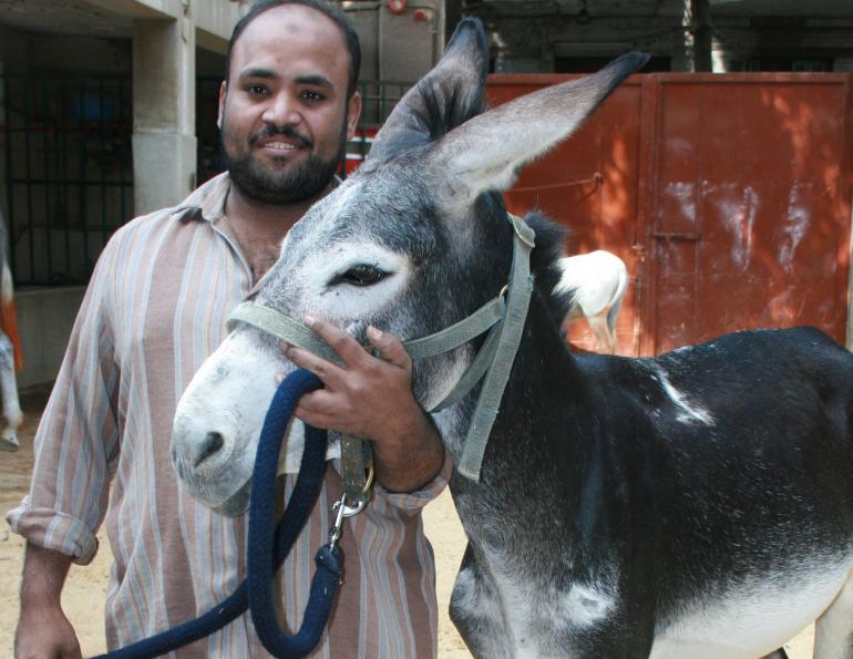 brooke hospital for animals, animal welfare, horse welfare, donkey welfare, helping animals in third world countries