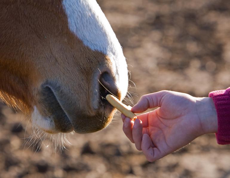 horse training, horse journal, canadian horse, horse canada, horse sport, western horse, english horse, horsemanship