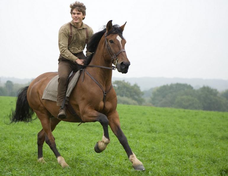 horses in the war, remembering war horses, steven spielberg horse, horses in history, world war horse