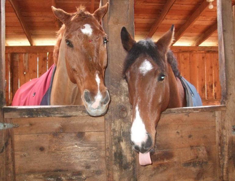 Dona Naylor, horse trailer accident, horse trailer, Libby Naylor, Heather Tryon, Bonny Bonnello, horse accident, horse trailering, horse miracle