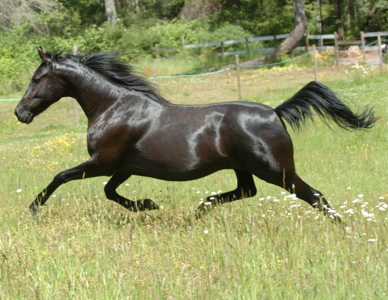 Feeding Horses for Brilliant Coat Shine