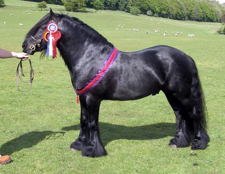 fell pony breed profile, characteristics fell pony, markings fell pony, fell pony hair coat