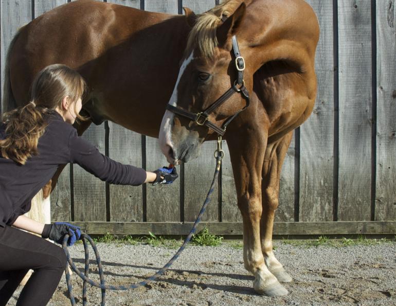 horse Carrot Stretches, horse stretches, horse flexibility, equine stretches
