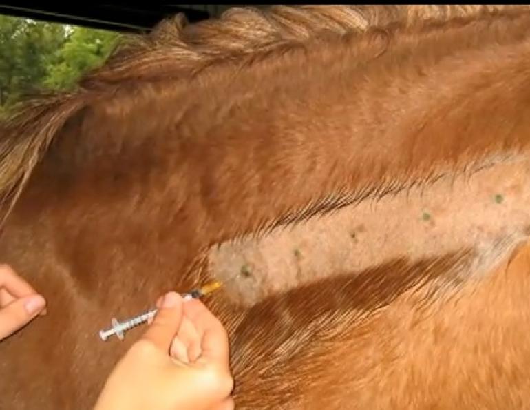 Food Allergies in Horses