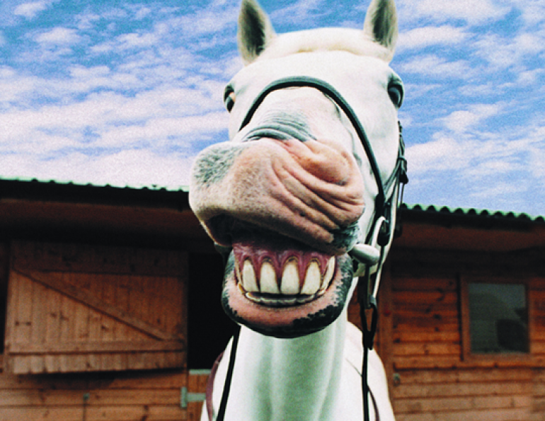 Equine Dental Care, horse teeth care, horse dental care, equine dental surgery, western college of veterinary medicine, wcvm, equine dentistry