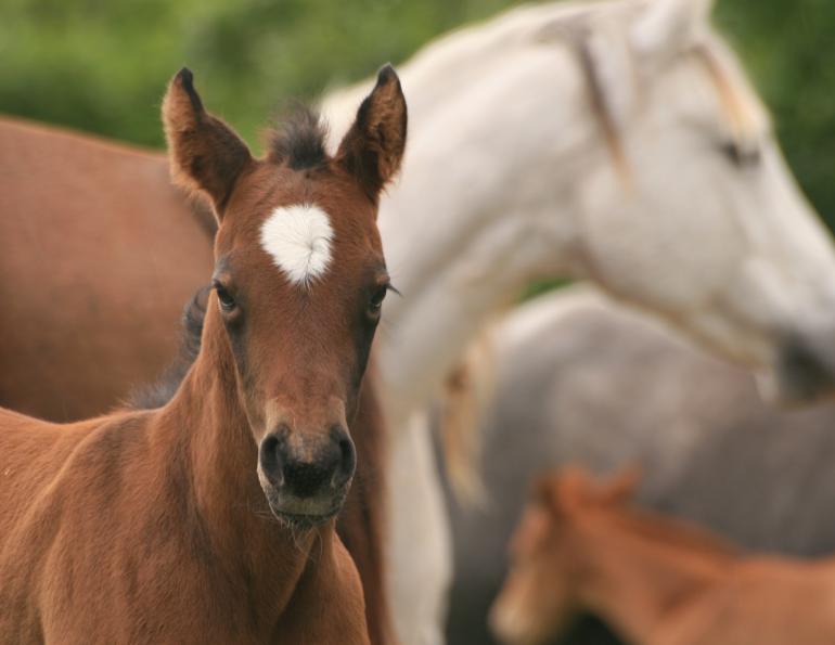 Preparing Young Horses for Show and Sale