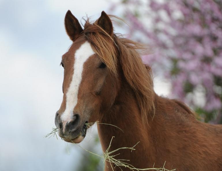 rescue horse Noel was rescued by BC SPCA, noel christmas pony jonathan field, rescue horses