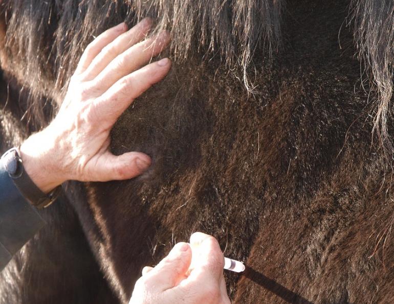 The Forces of Evil: 13 Equine Diseases