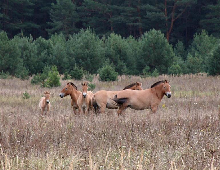 Przewalski's Horses, Chernobyl horses, Przewalski's Horse Chernobyl Welfare, Przewalski endangered horses
