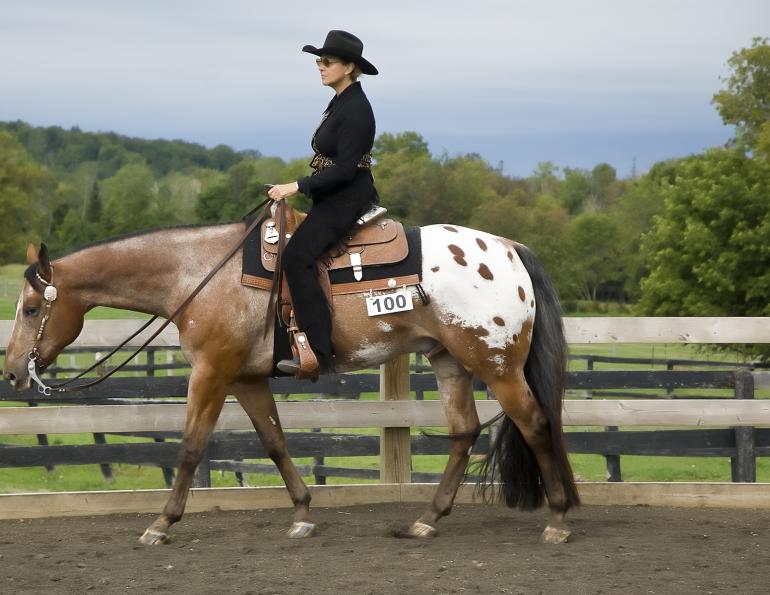 Choosing a Western Pleasure Horse