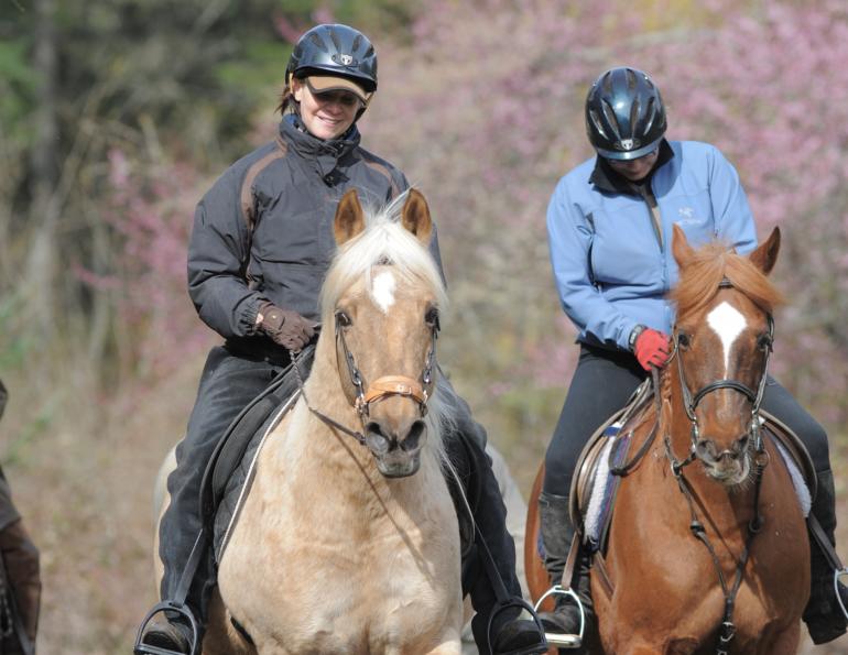 horser discipline tactics, understanding horse behaviour, understanding different horse temperaments, disciplining your horse