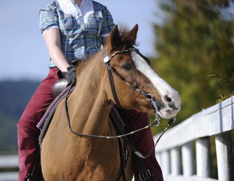 riding gear, horse bits, types of horse bits, how to find the right bit for horse, stan walchuk