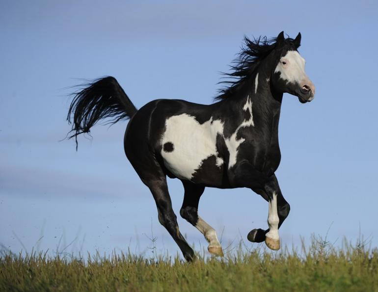 traits of a paint horse, markings paint horse, colours of paint horse, american paint horse