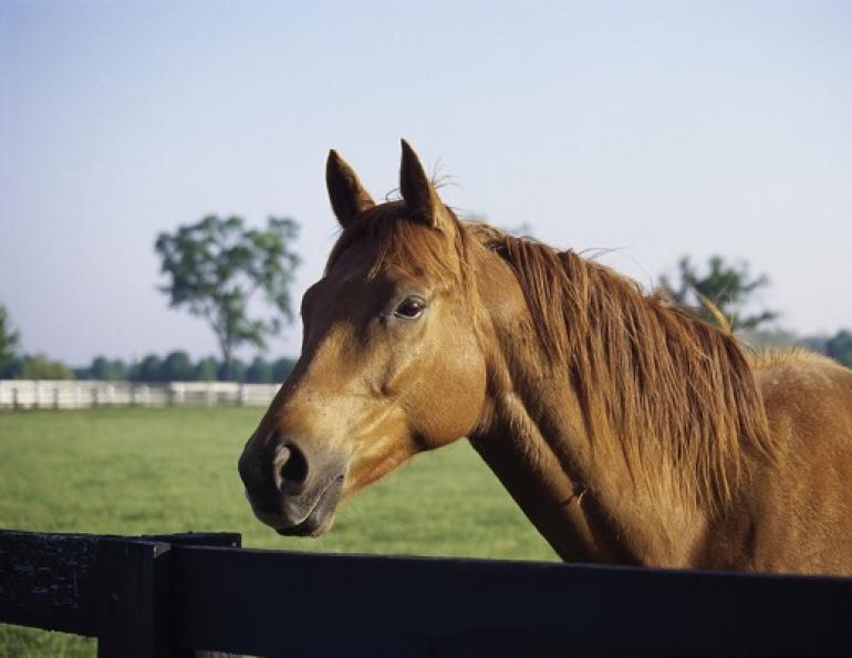 Horse Heaves, RAO horses, respiratory disease of horses, AAEP, American Association of Equine Practitioners, soaking hay