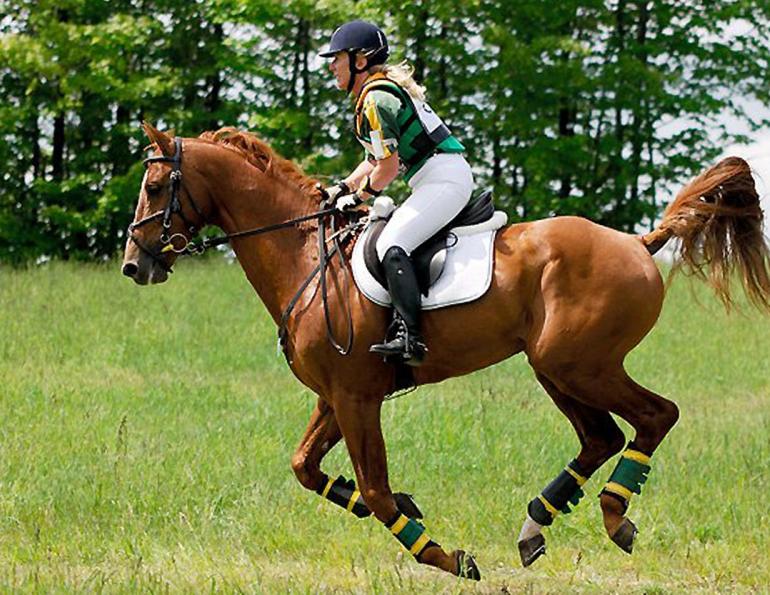 Canadian Warmblood Horse Breed, canadian warmblood equine, canadian warmblood horse, Equus Caballus Mosbachensi, canadian warmblood stallion approval, canadian warmblood stallion inspections